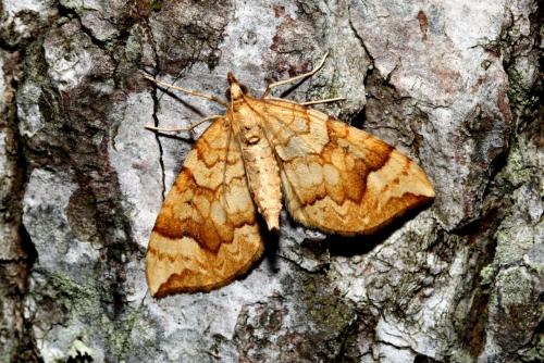 Réf. 187 454 : Eulithis populata